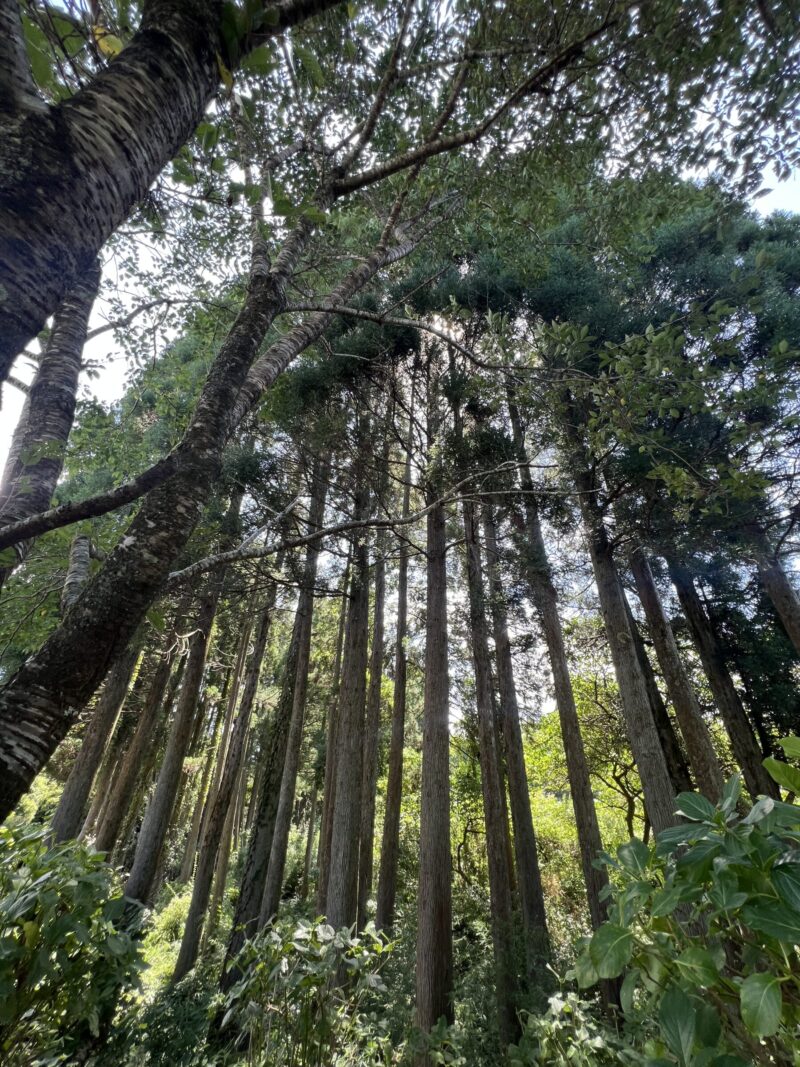 여름 숲 속에서 곧게 뻗은 삼나무들과 사선으로 뻗은 가지들이 어우러진 아름다운 풍경. 초록잎과 비쳐드는 햇살이 조용하면서도 강한 자연의 조화를 느끼게 한다.