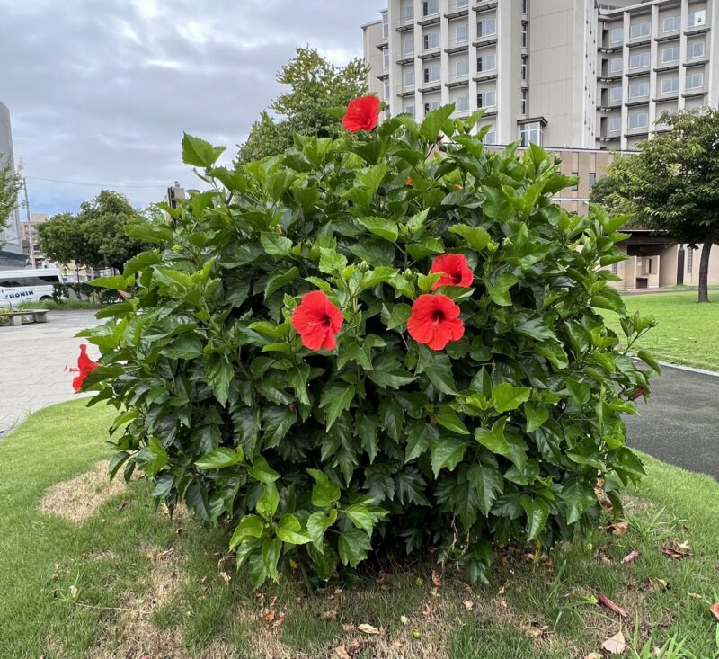 A lush green bush with vivid red hibiscus flowers blooming among the leaves