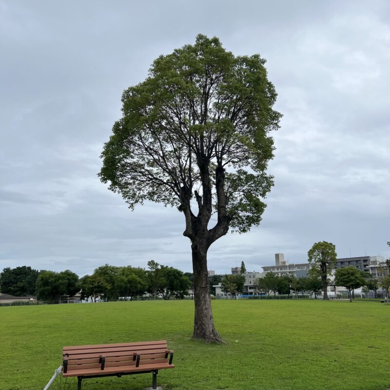 A large tree standing on green grass with a bench in front, a scene that reflects the beauty of natural differences.
