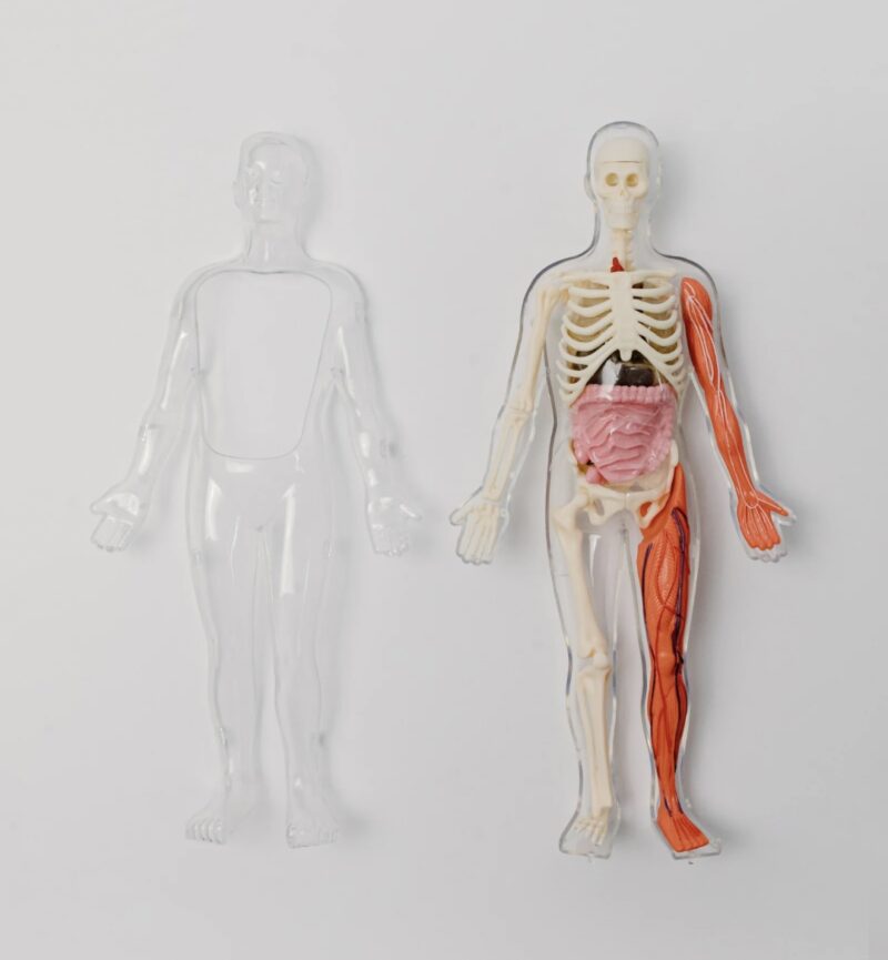 Photo of a human anatomy model showing skeleton, muscles, and internal organs, placed next to a transparent cover.