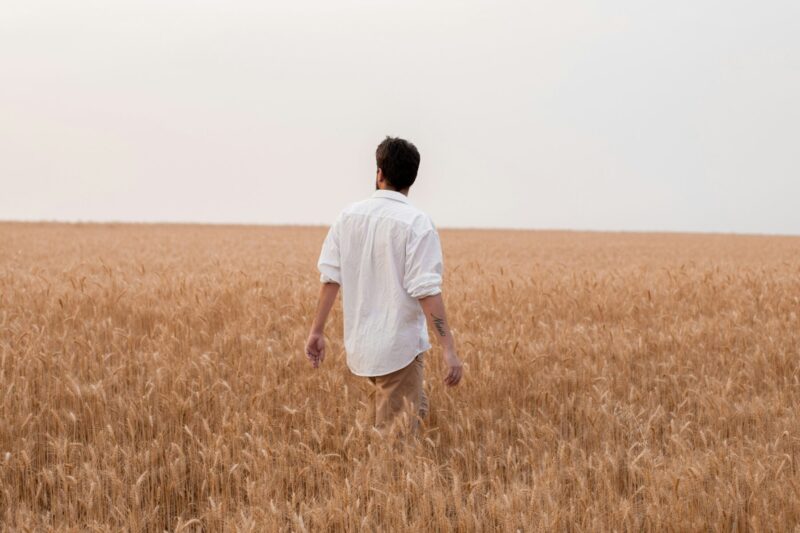 Rear view of a man walking through a wheat field, wearing a white shirt with a calm and natural posture