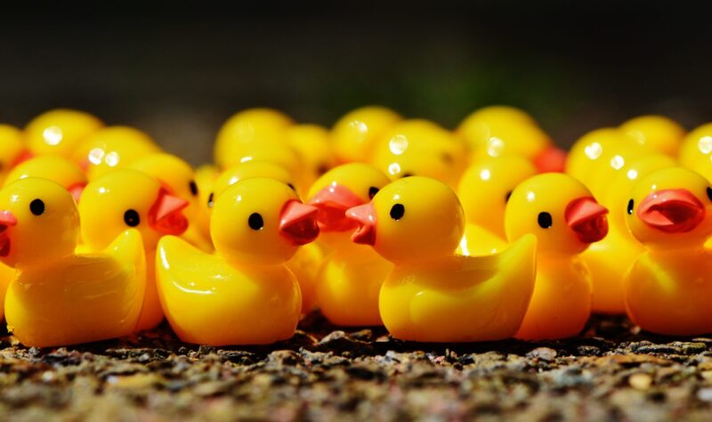 A group of yellow rubber ducks lined up, facing each other with identical expressions, symbolizing uniformity and similarity.